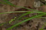 Slender looseflower sedge